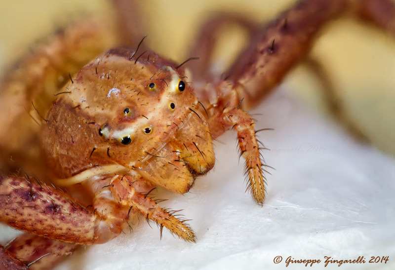 Xysticus sp. - Calenzano (FI)